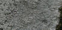 Pertusaria aspergilla